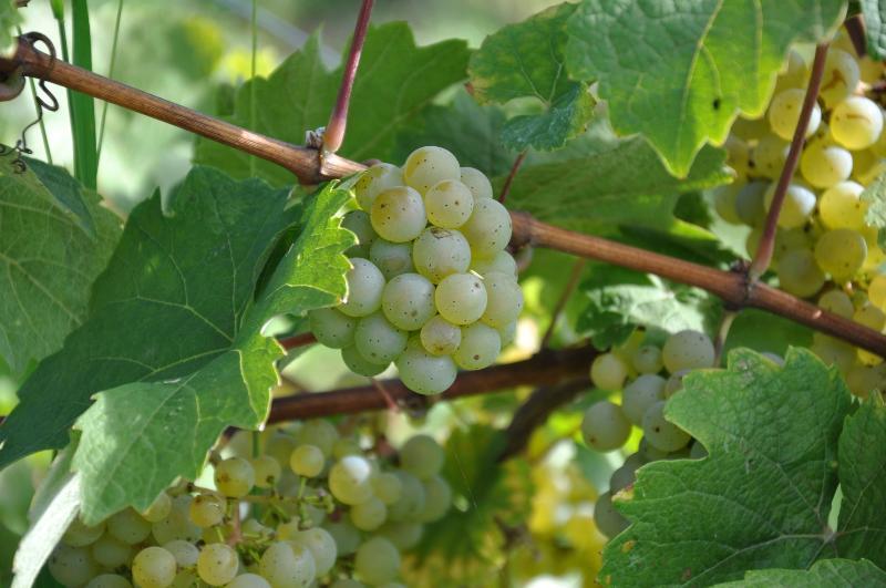 Weinhotel Ayler Kupp Εξωτερικό φωτογραφία